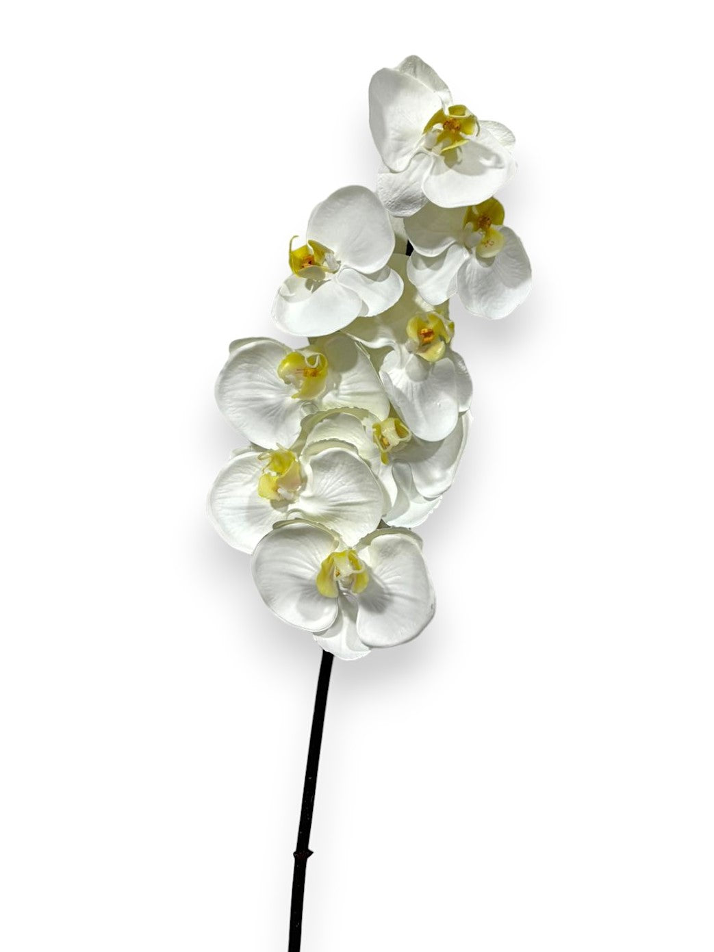 ORCHID PHAL.X831