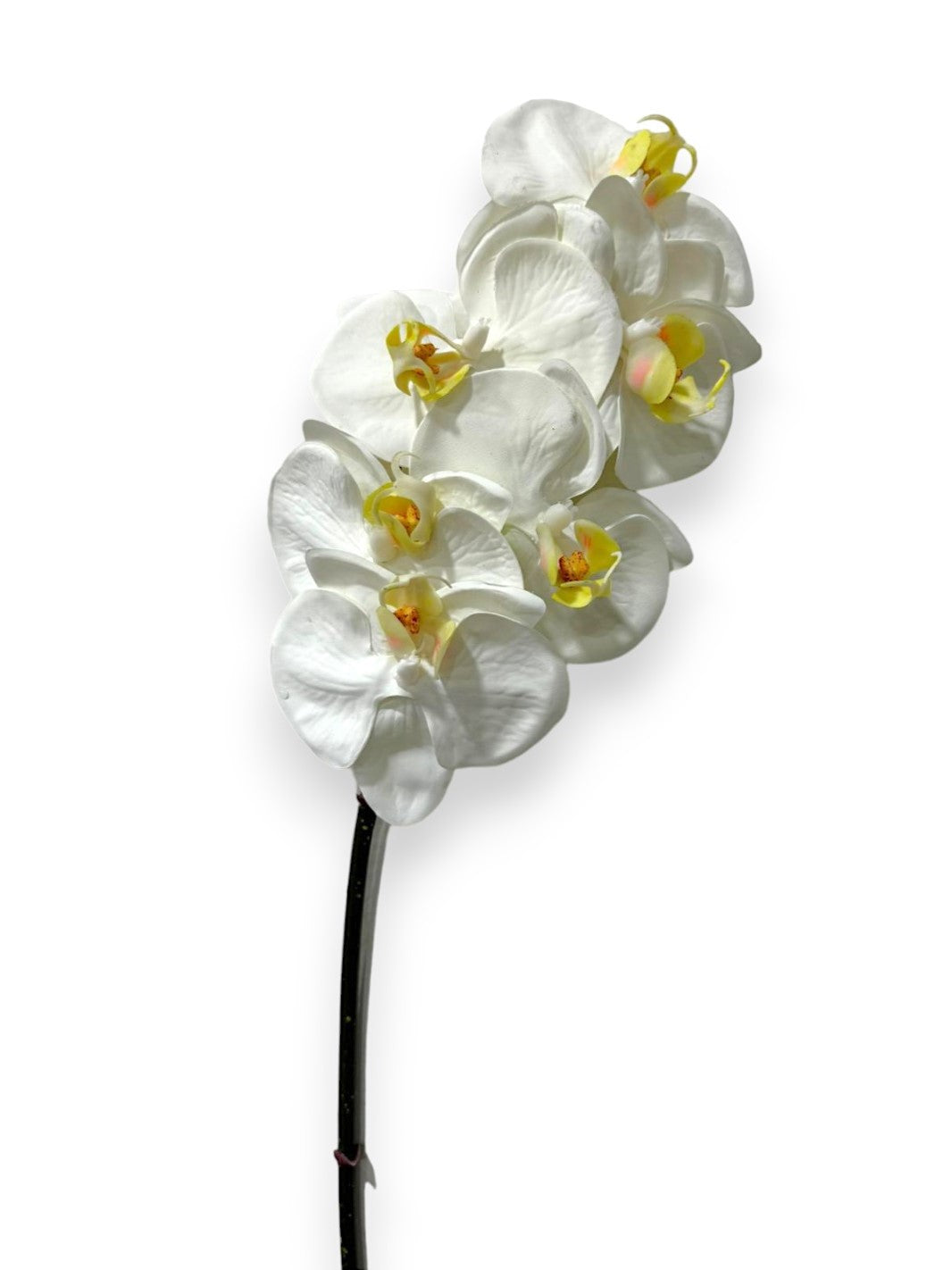 ORCHID PHAL.X6 22" SMALL