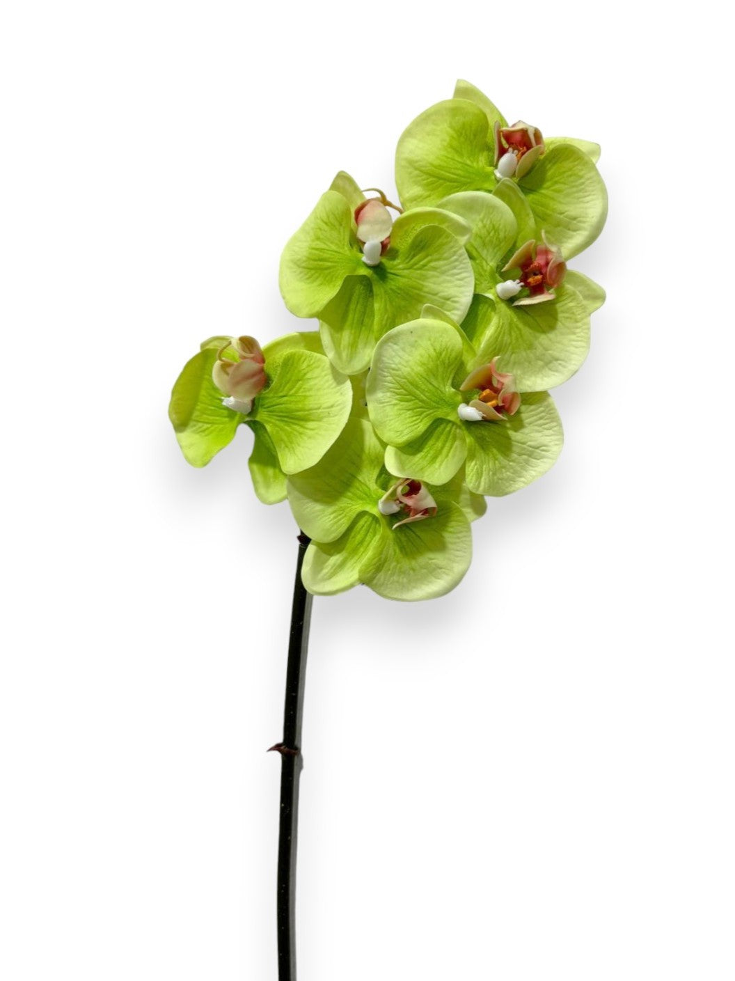 ORCHID PHAL.X6 22" SMALL