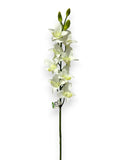 RT.ORCHID DENDROBIUM