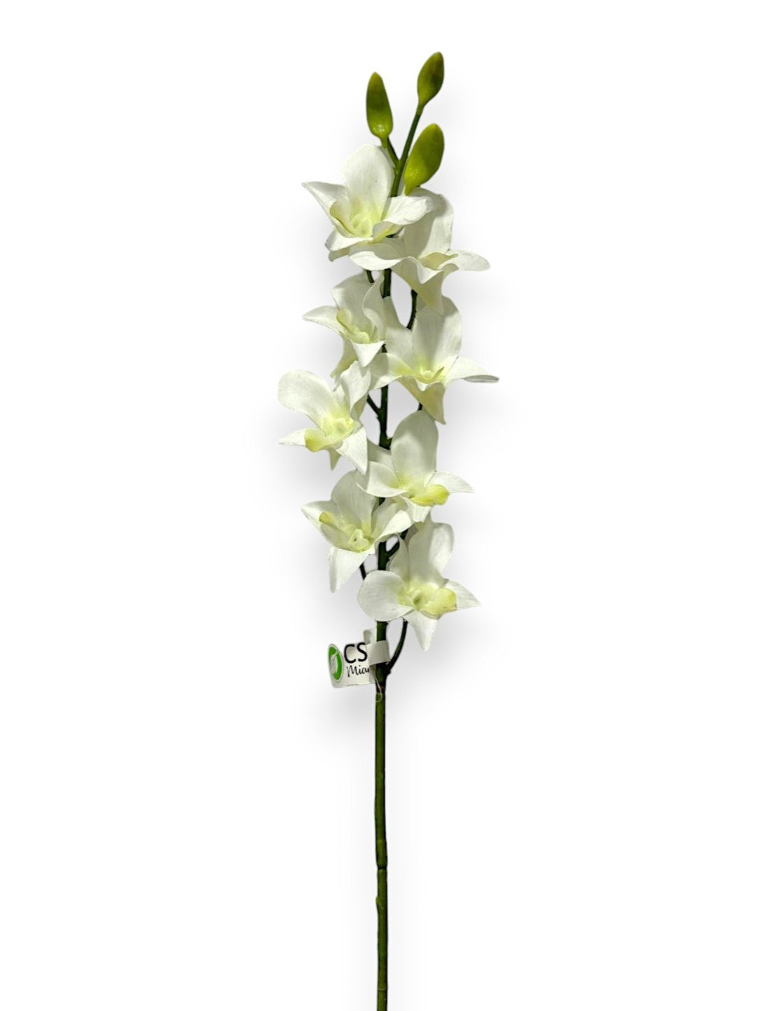 RT.ORCHID DENDROBIUM