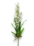 ORCHID DANCING PLANT 32"