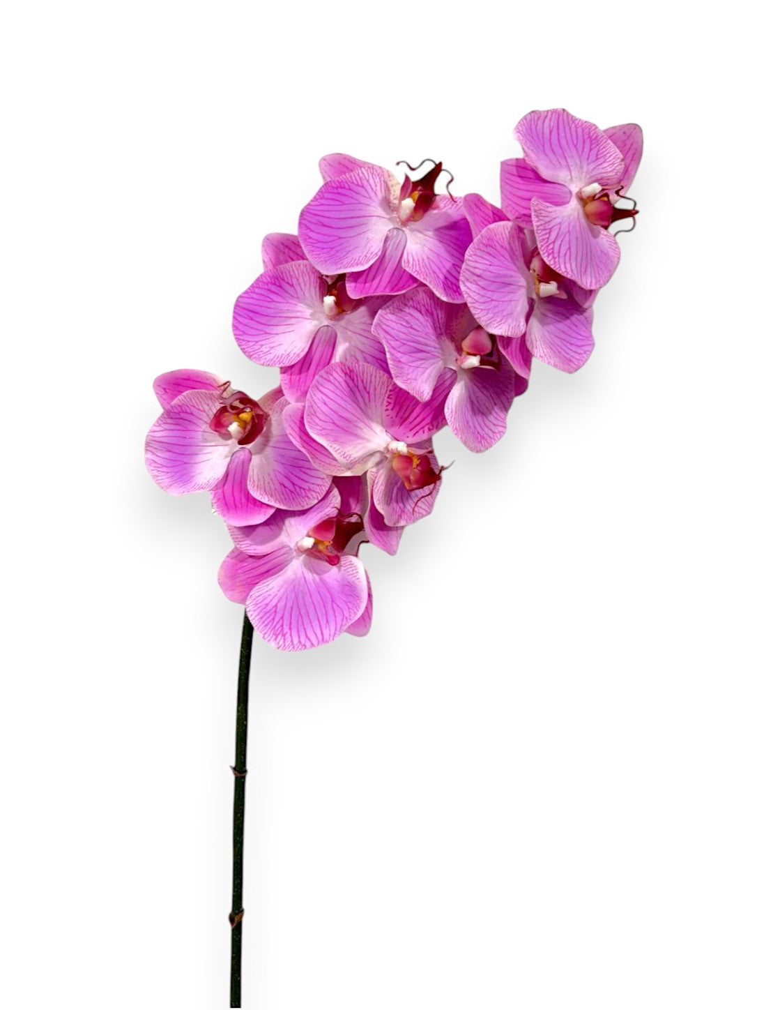 Phalaenopsis Orchid Stem 31"