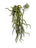 ORCHID ROOTS