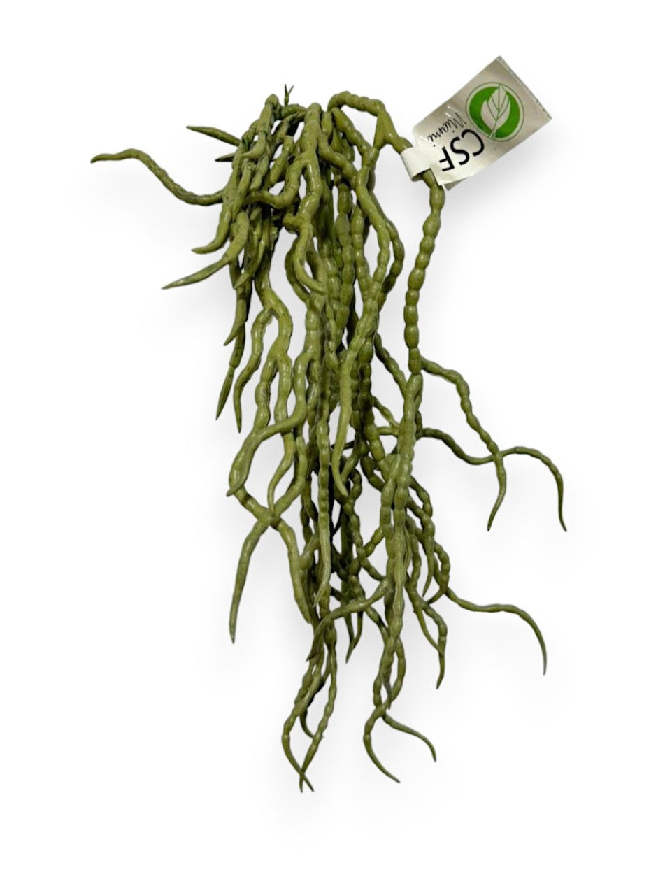 ORCHID ROOTS