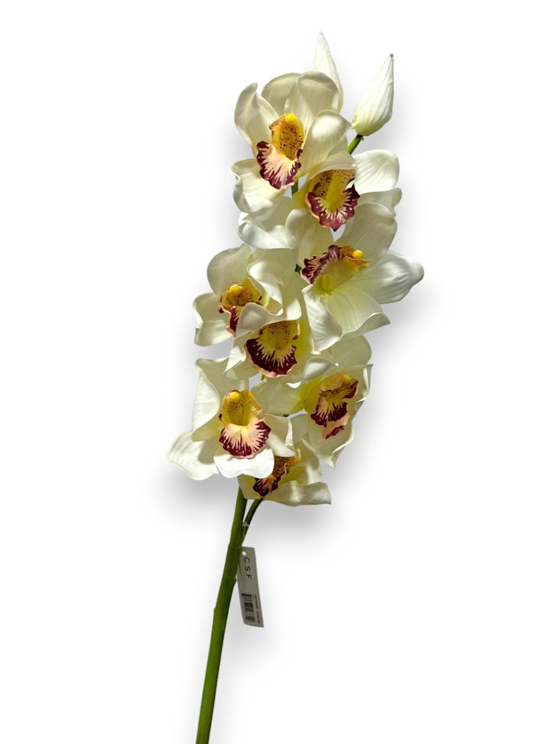 CYMBIDIUM X8