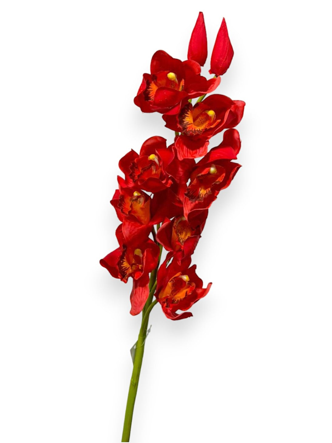CYMBIDIUM X8