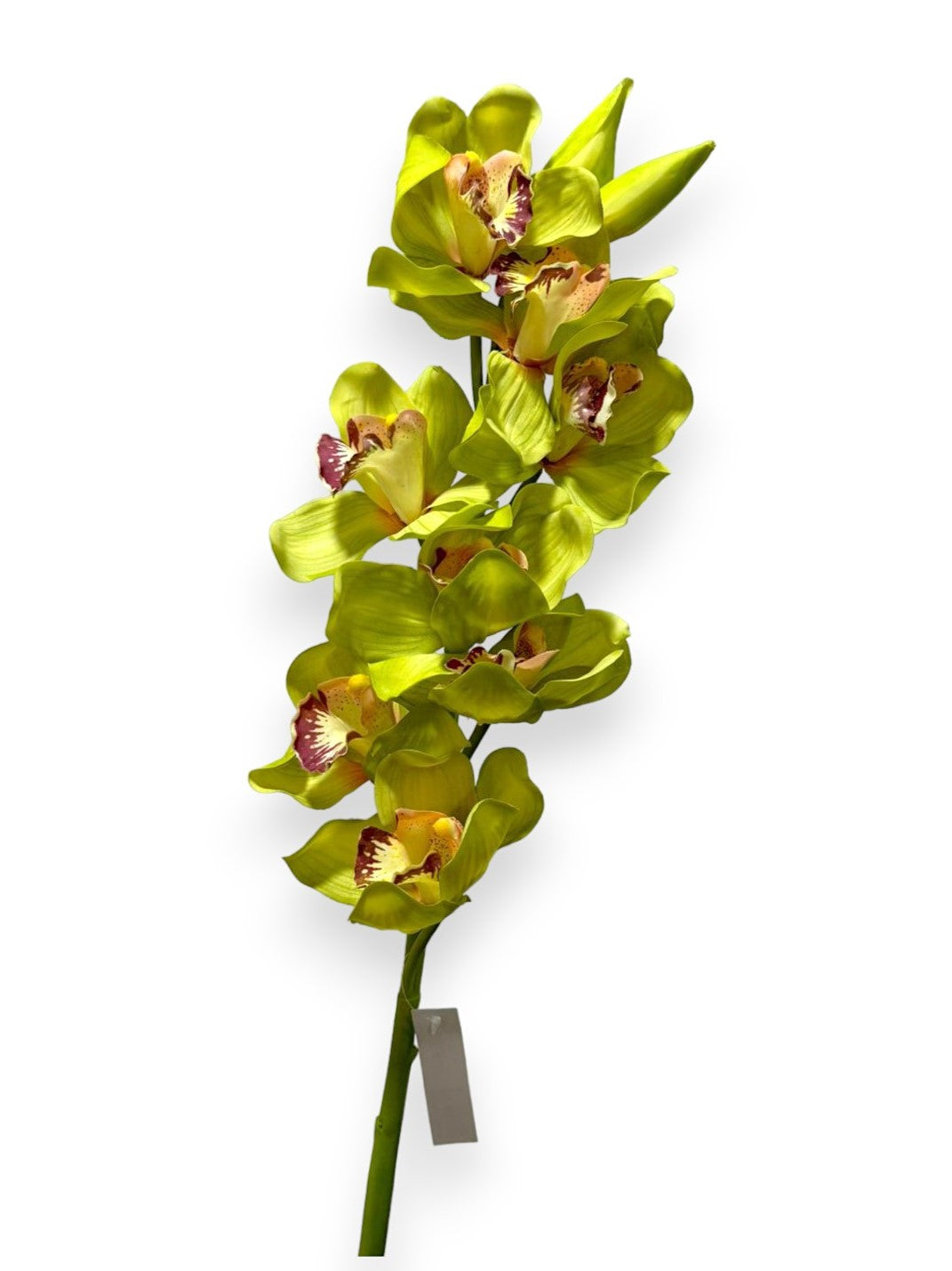 CYMBIDIUM X8