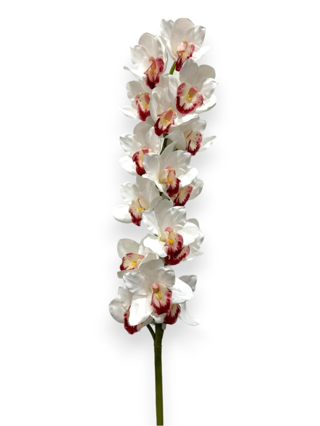 ORCHID CYMB.X16F