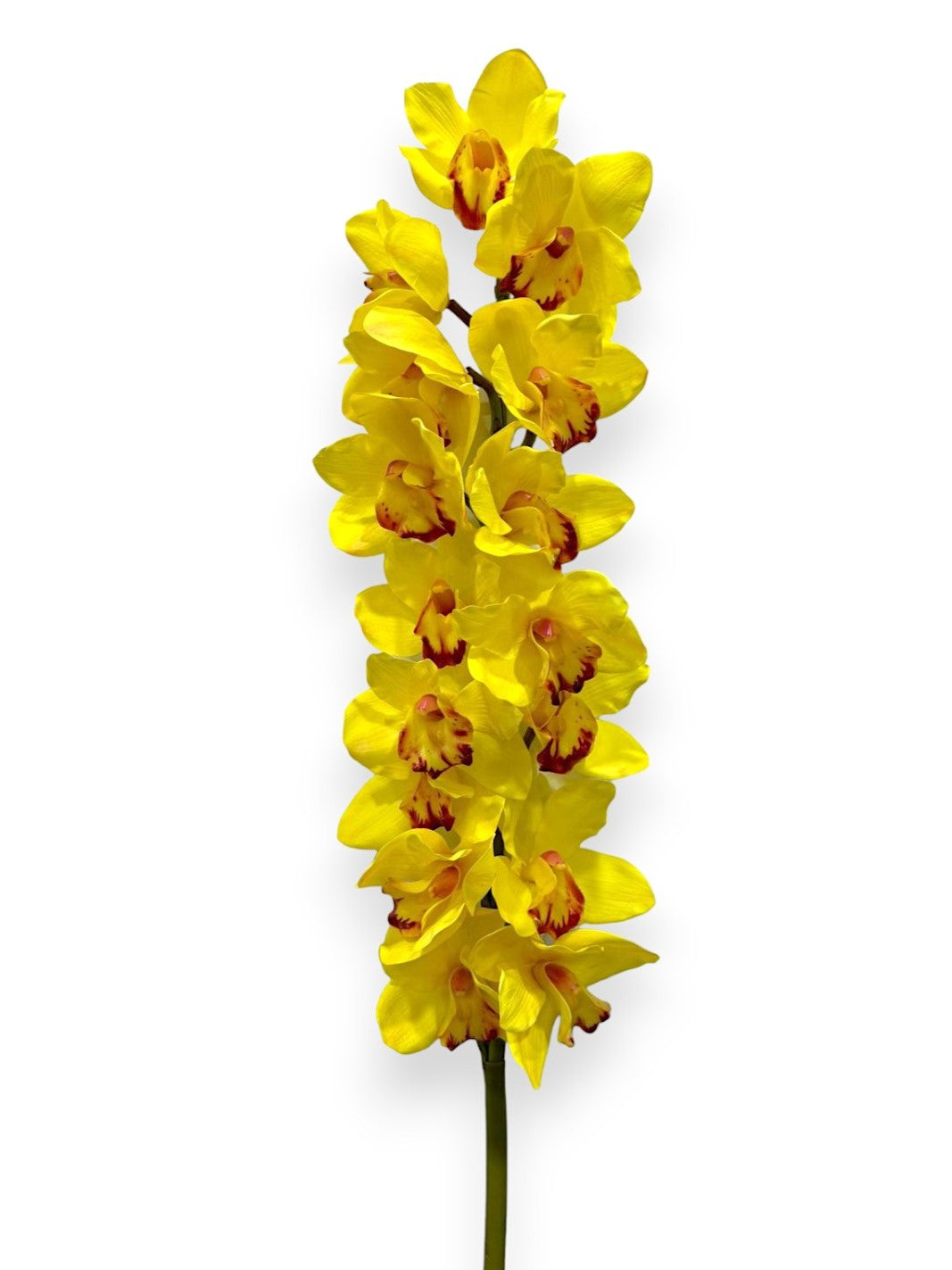 ORCHID CYMB.X16F