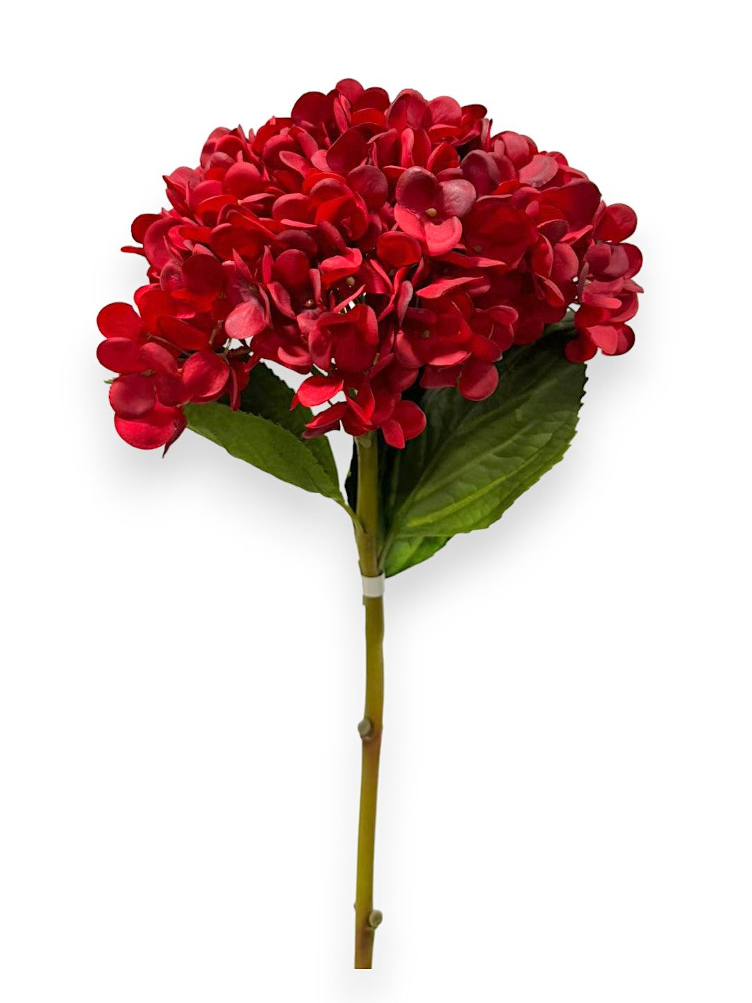 HYDRANGEA STEM ROUND L