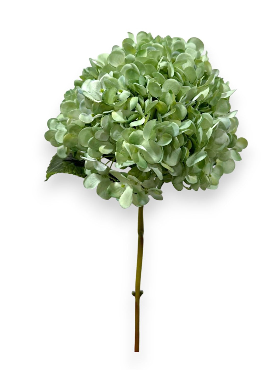HYDRANGEA STEM ROUND L