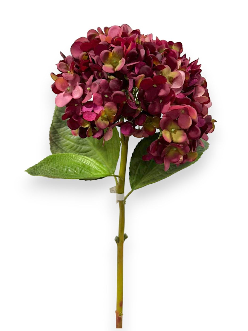 HYDRANGEA STEM ROUND L