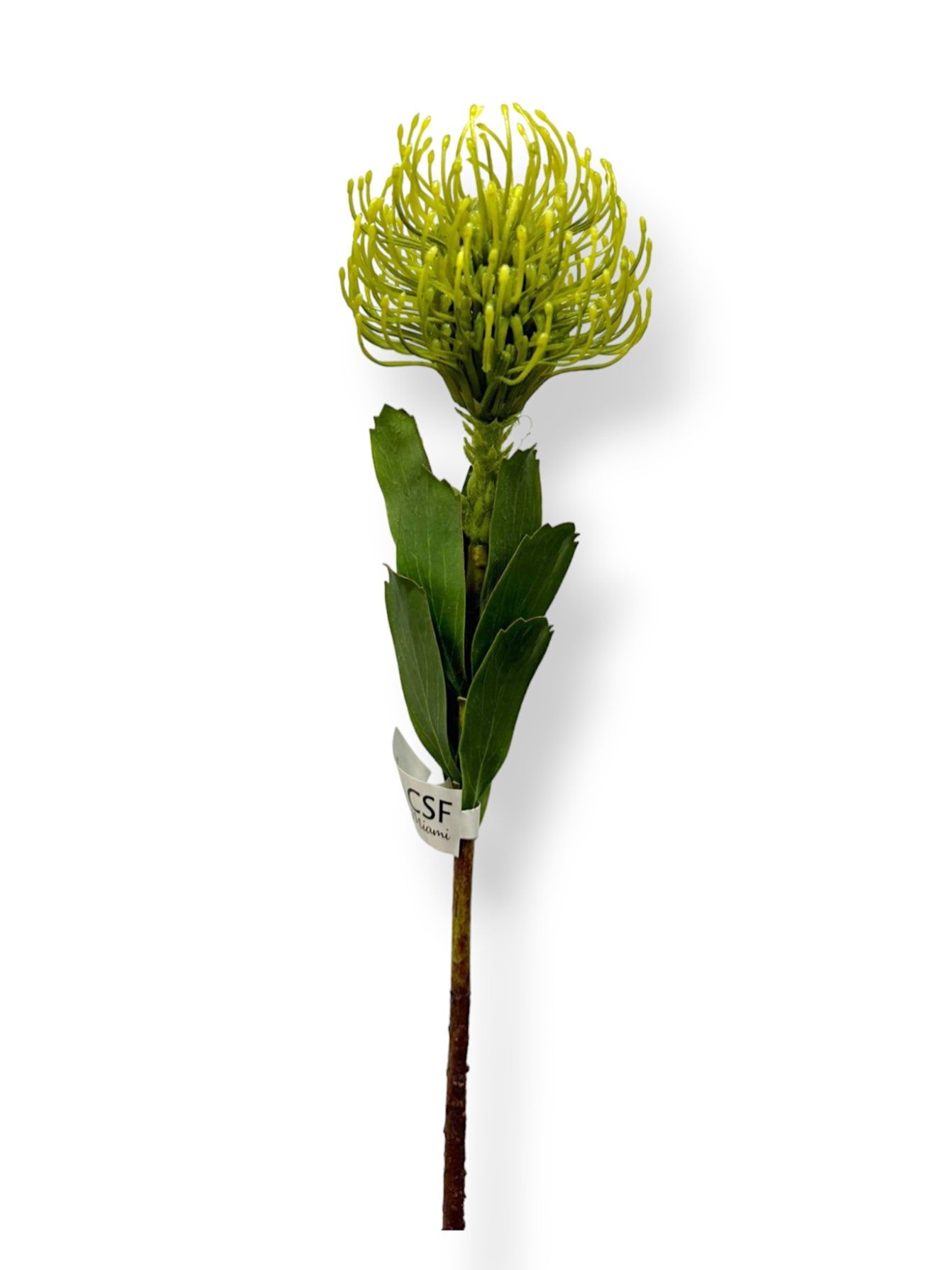 PROTEA PINCUSHION 22"