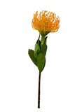 PROTEA PINCUSHION 22"