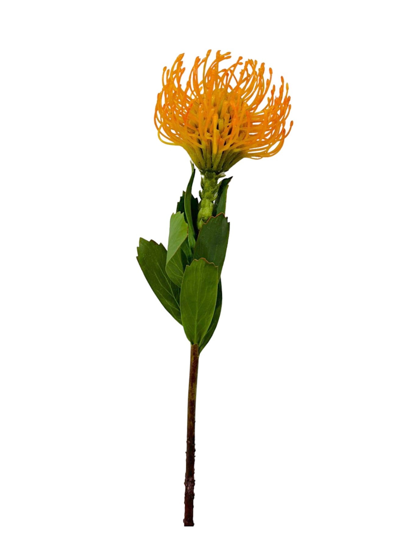 PROTEA PINCUSHION 22"