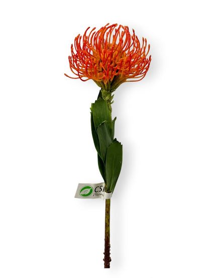 PROTEA PINCUSHION 22"