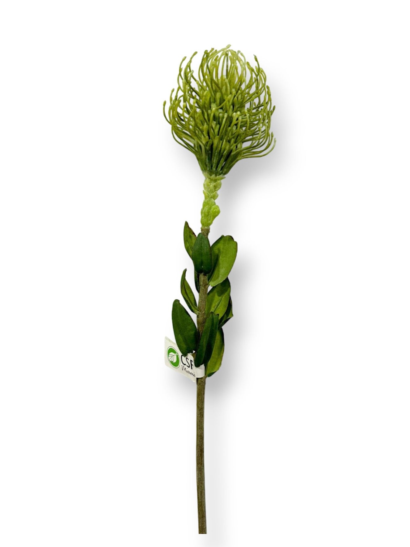 PROTEA PINCUSHION L 25"