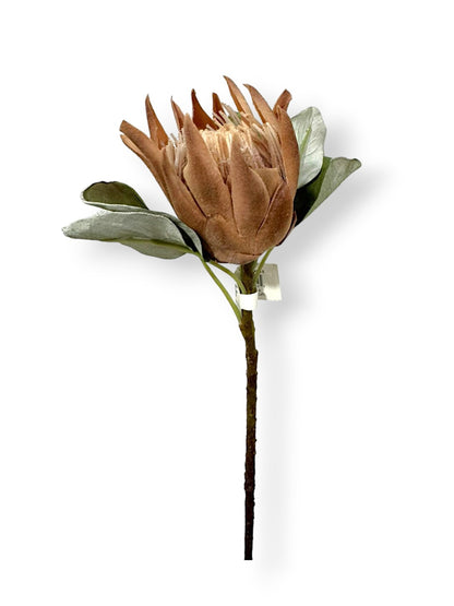 DRIED PROTEA KING S 16"