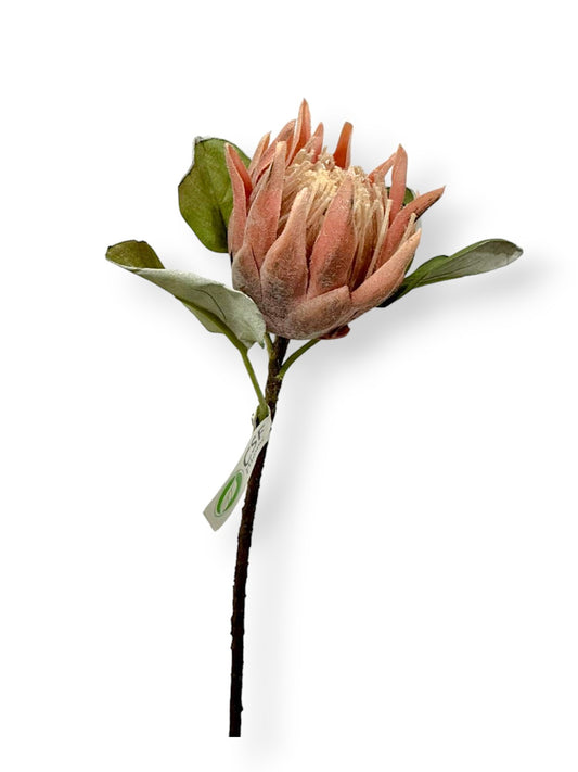 DRIED PROTEA KING S 16"