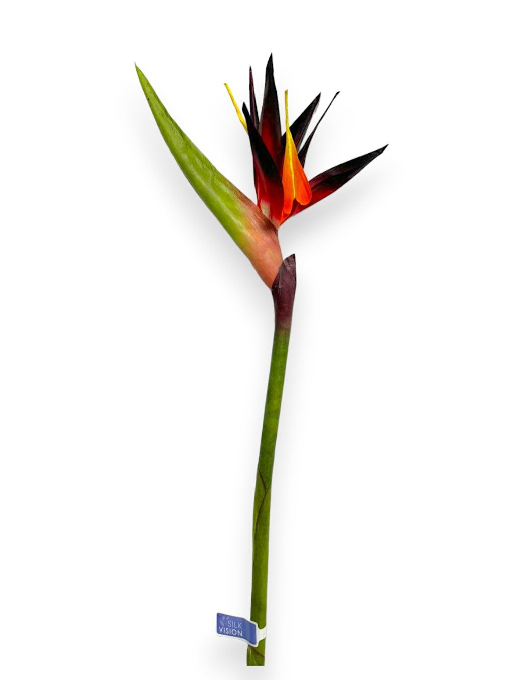 BIRD OF PARADISE 37"