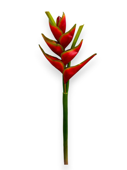 HELICONIA LOBSTER CLAW 39"