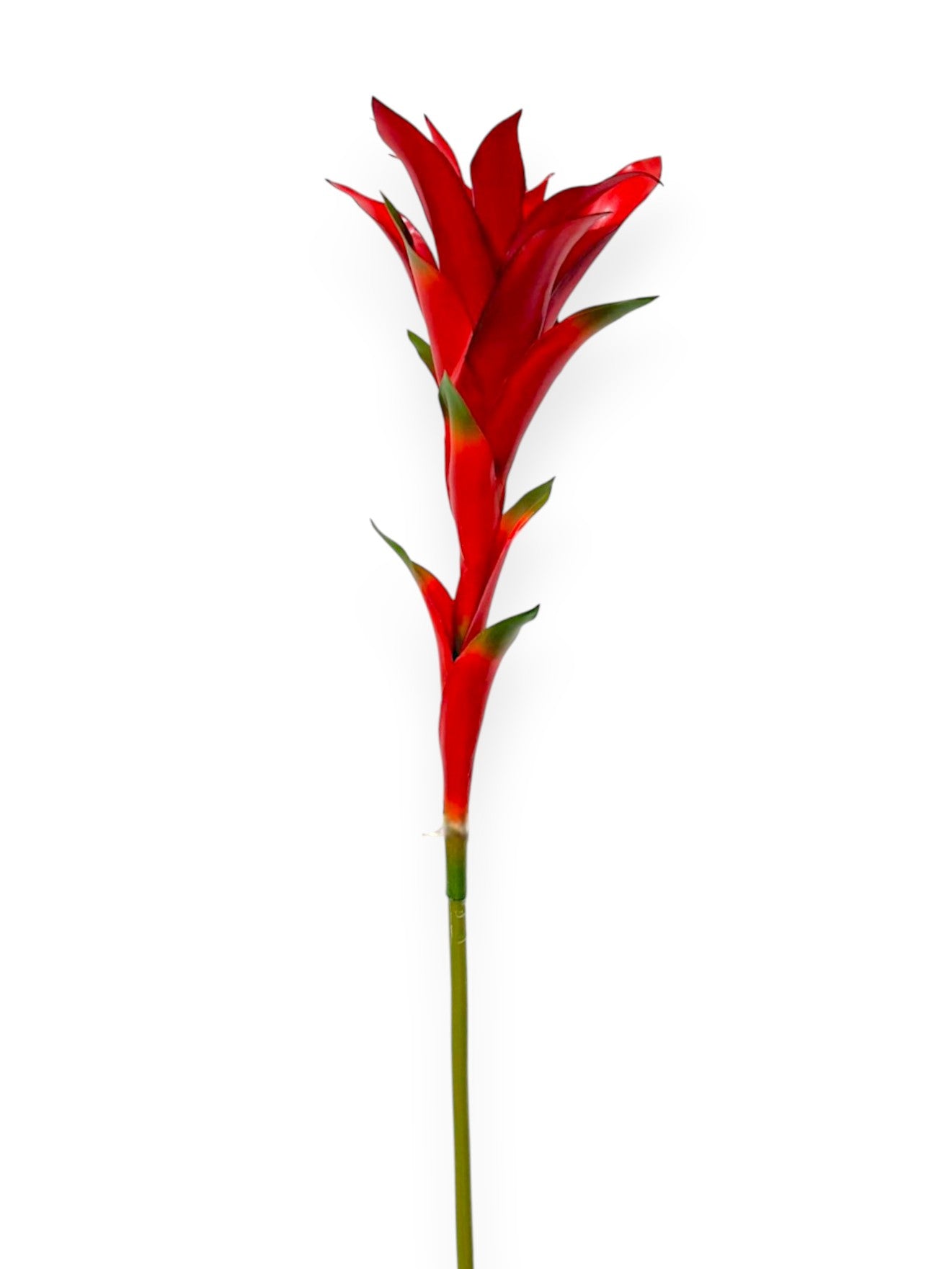 Bromelia Scarlet Star Bloom 34"