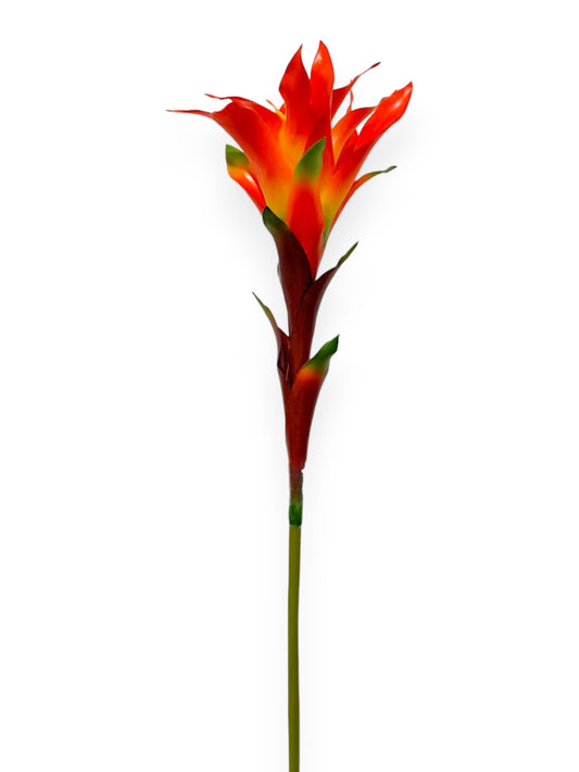 Bromelia Scarlet Star Bloom 34"
