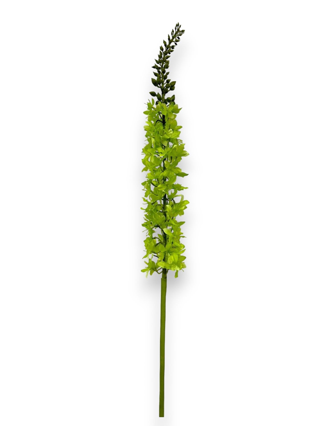FOXTAIL LILY STEM