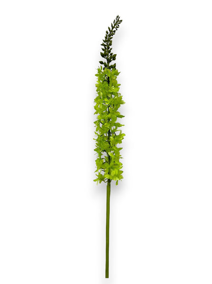 FOXTAIL LILY STEM