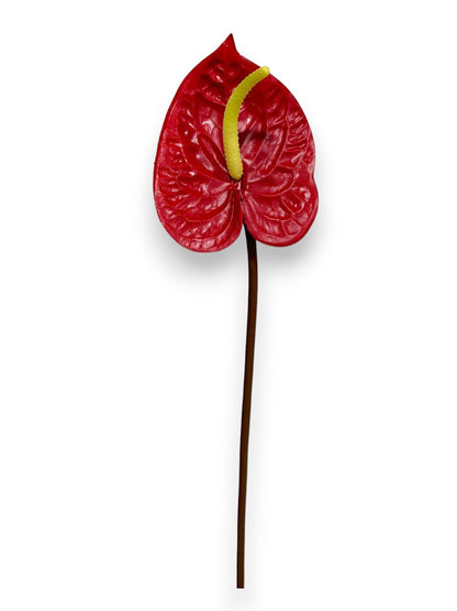 ANTHURIUM S 23"