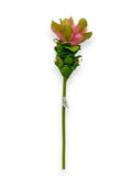 GINGER LOTUS 19"