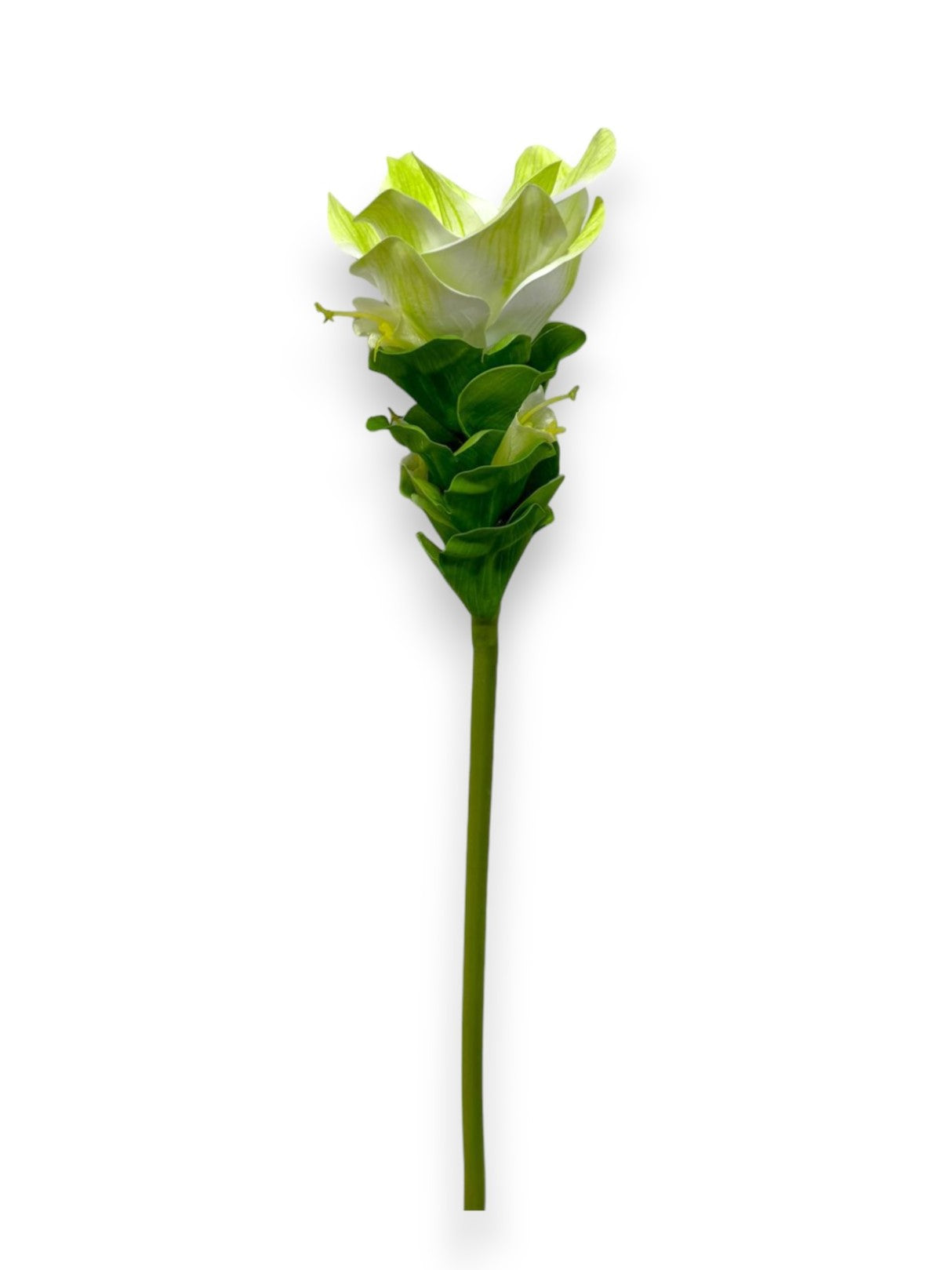 GINGER LOTUS 19"