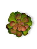 SUCCULENT 041 6"