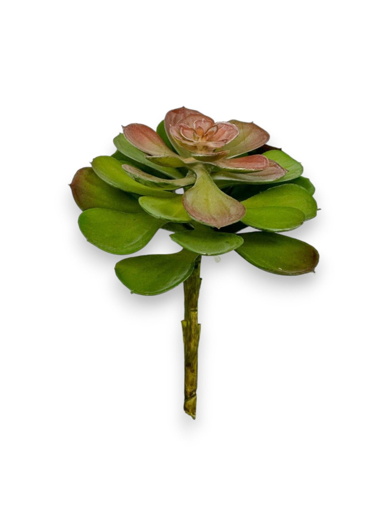 SUCCULENT 041 6"