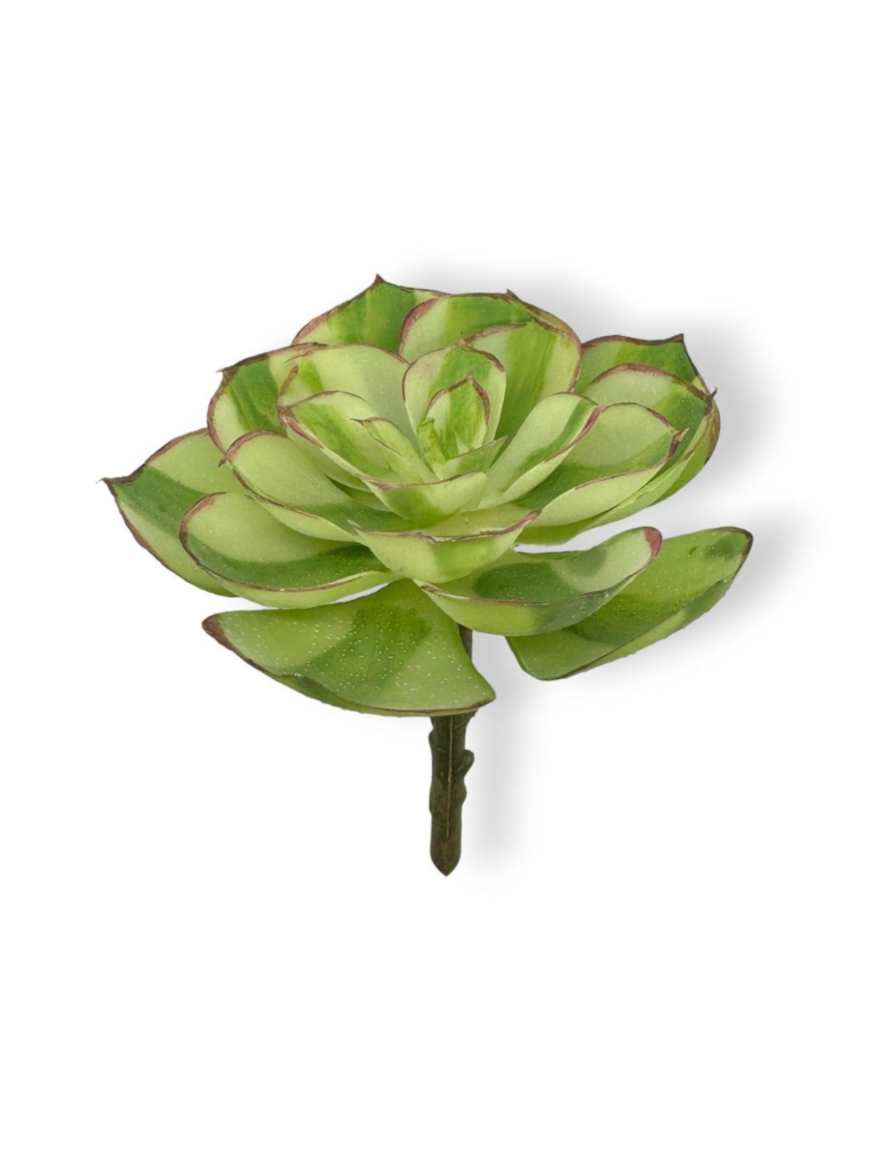 SUCCULENT 048