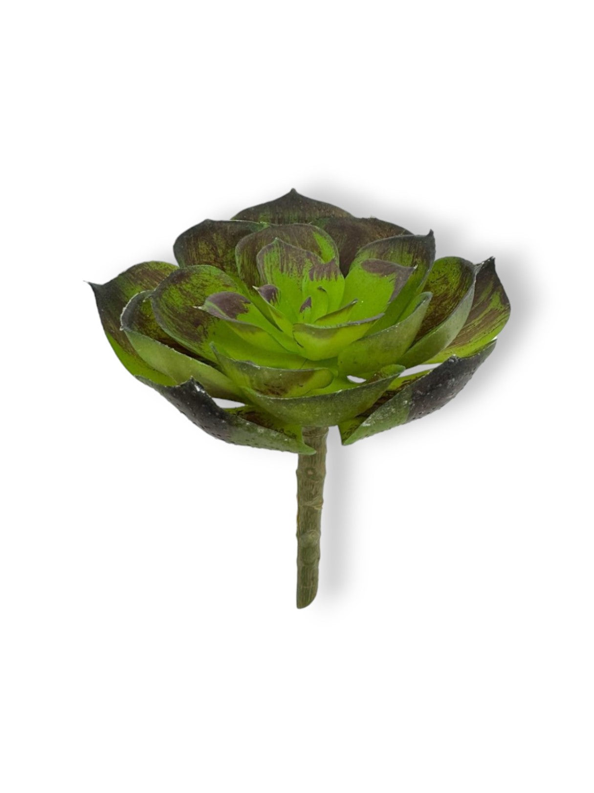 SUCCULENT 048