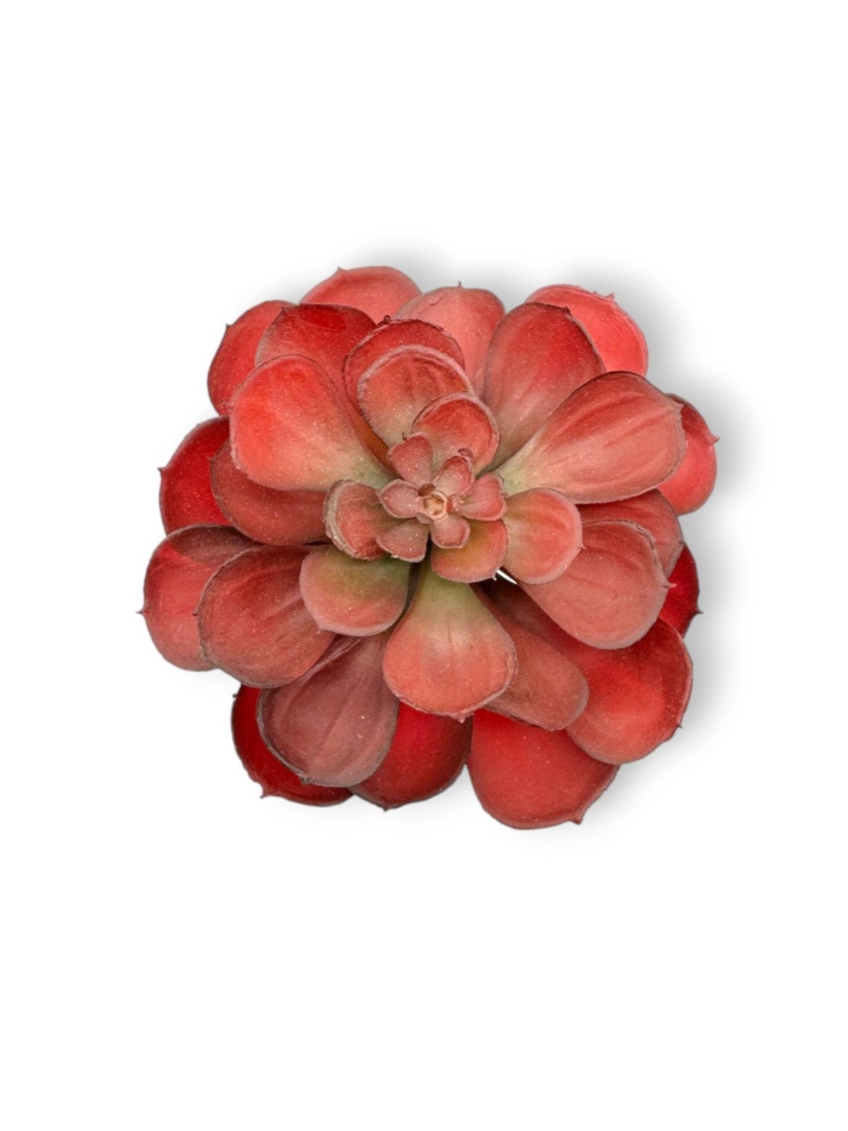 SUCCULENT 041 6"