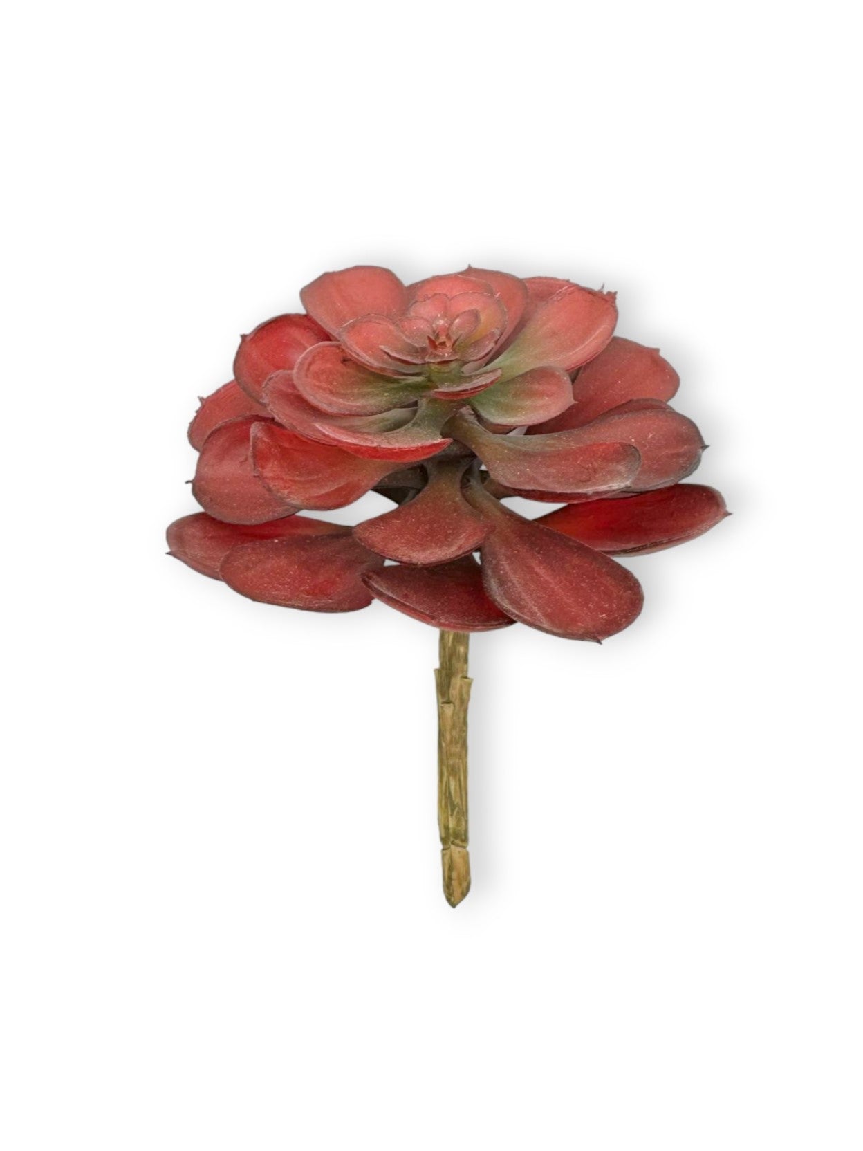 SUCCULENT 041 6"
