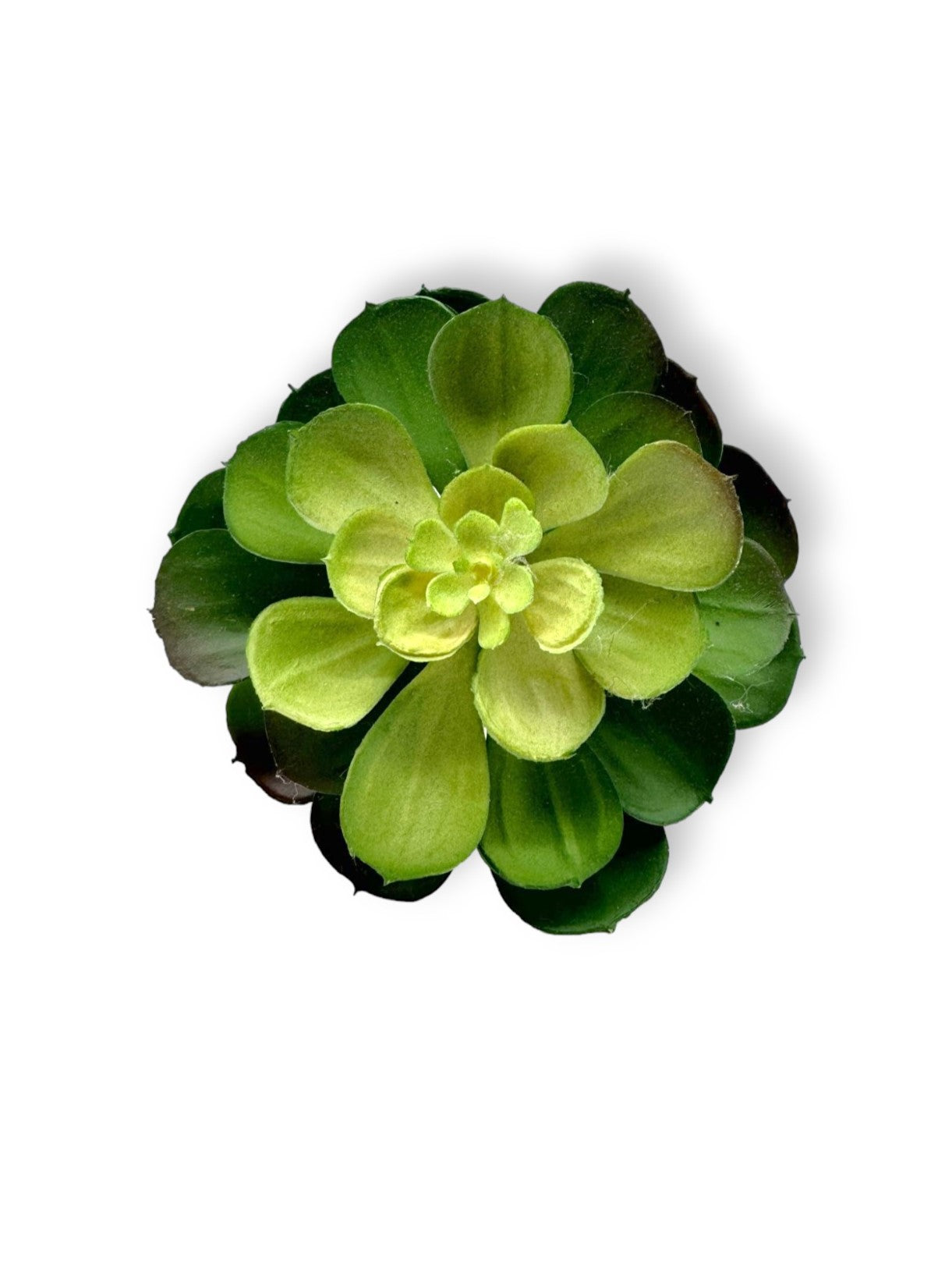 SUCCULENT 041 6"