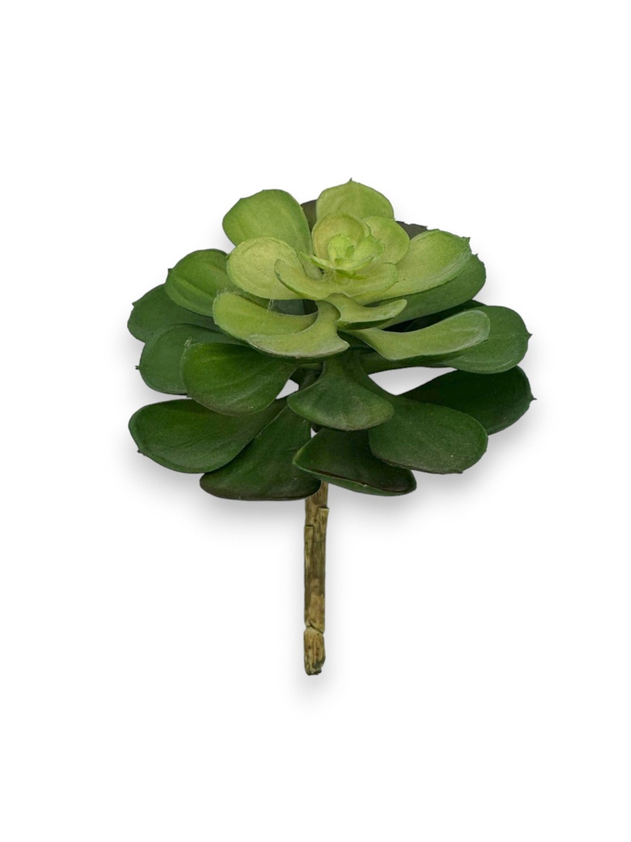 SUCCULENT 041 6"