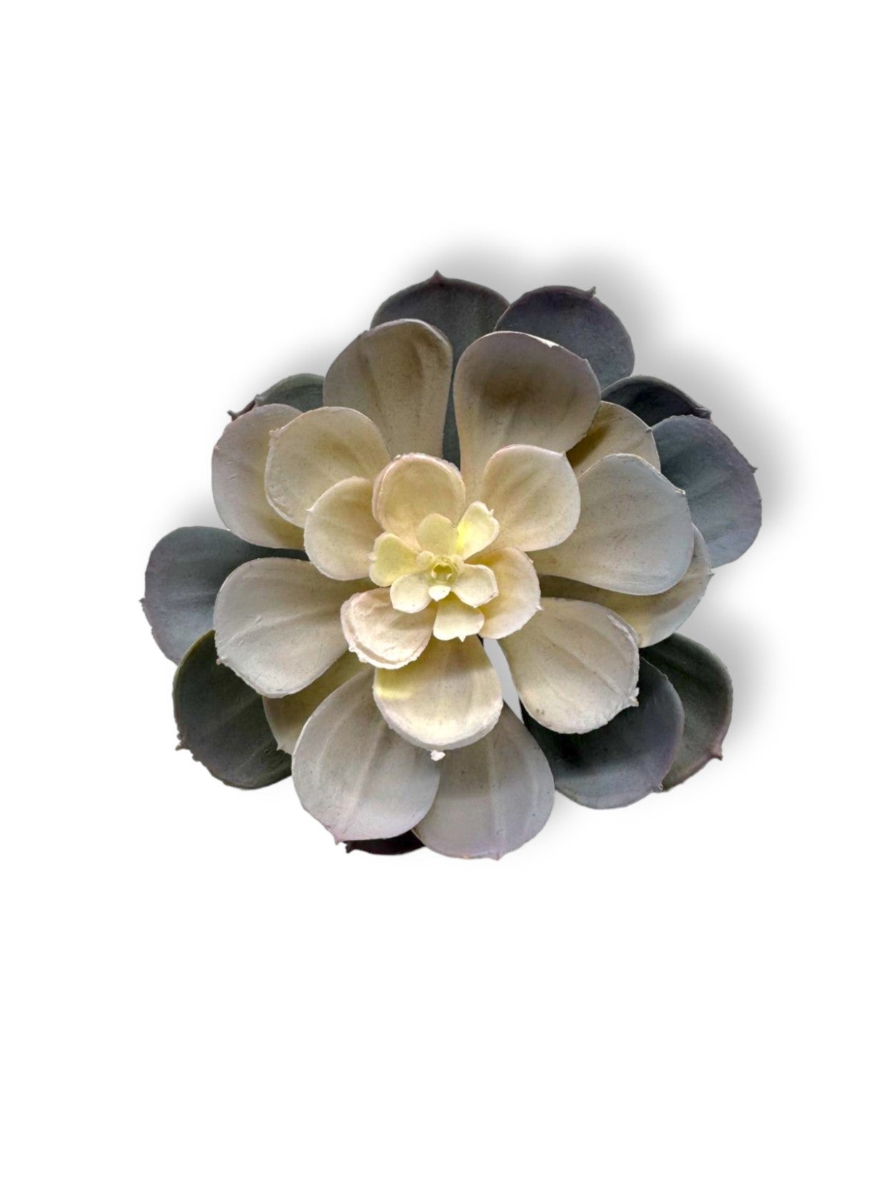 SUCCULENT 041 6"