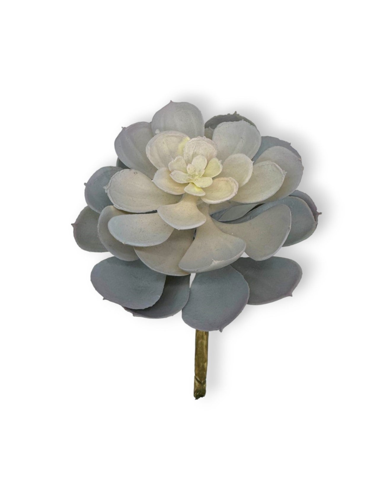 SUCCULENT 041 6"
