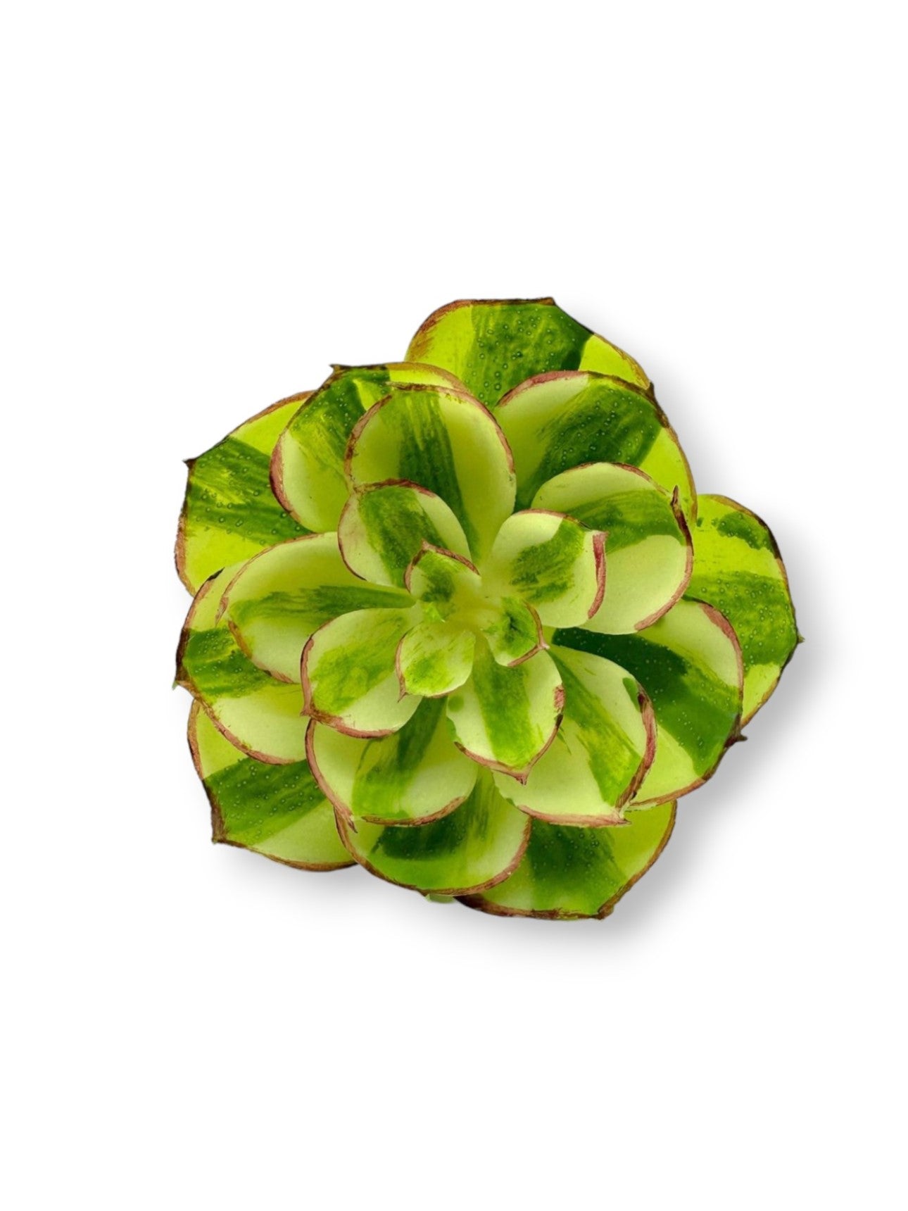 SUCCULENT 048