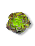 SUCCULENT 048