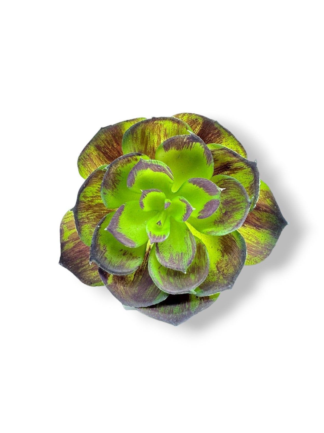 SUCCULENT 048