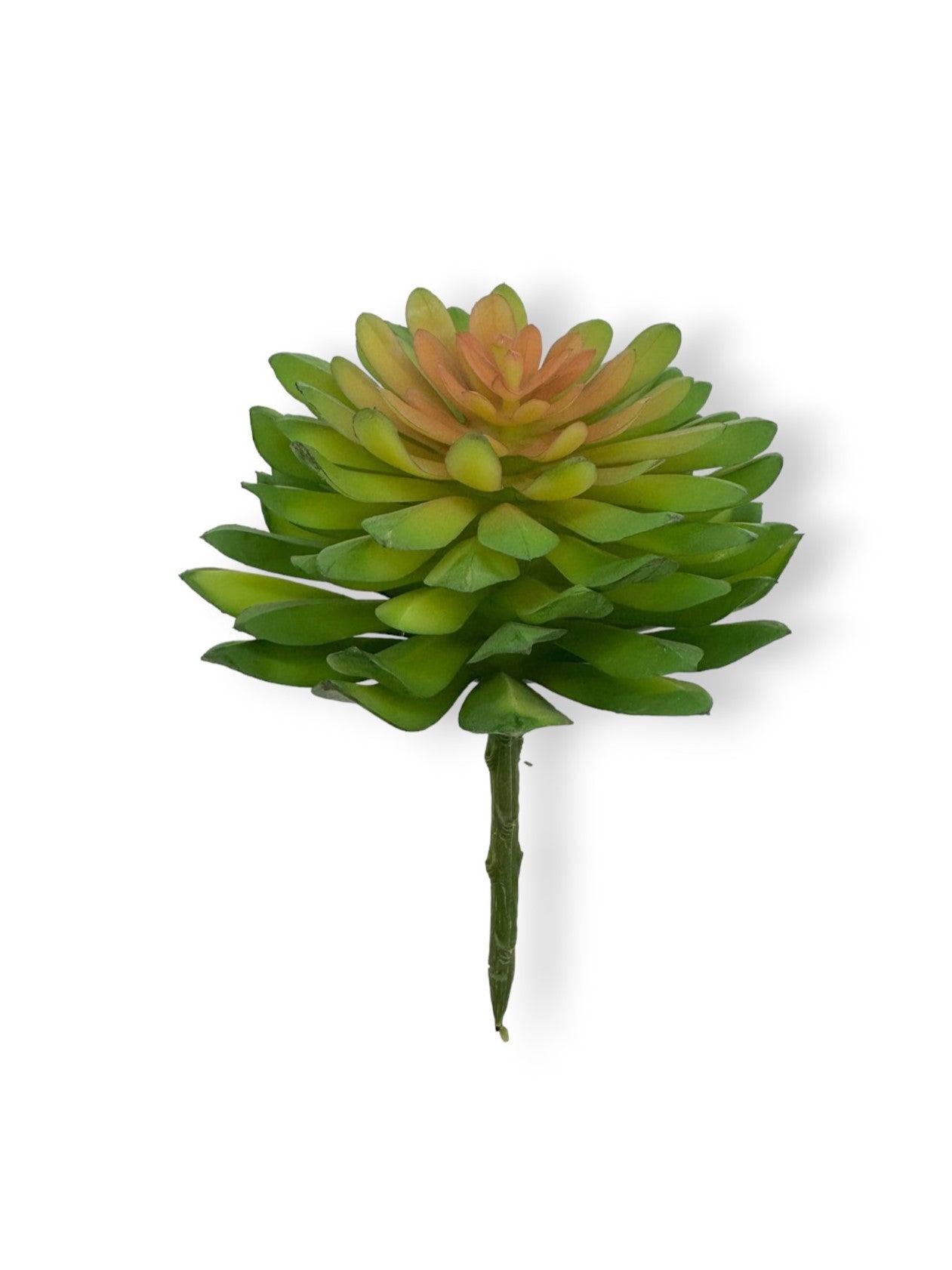 SUCCULENT 047