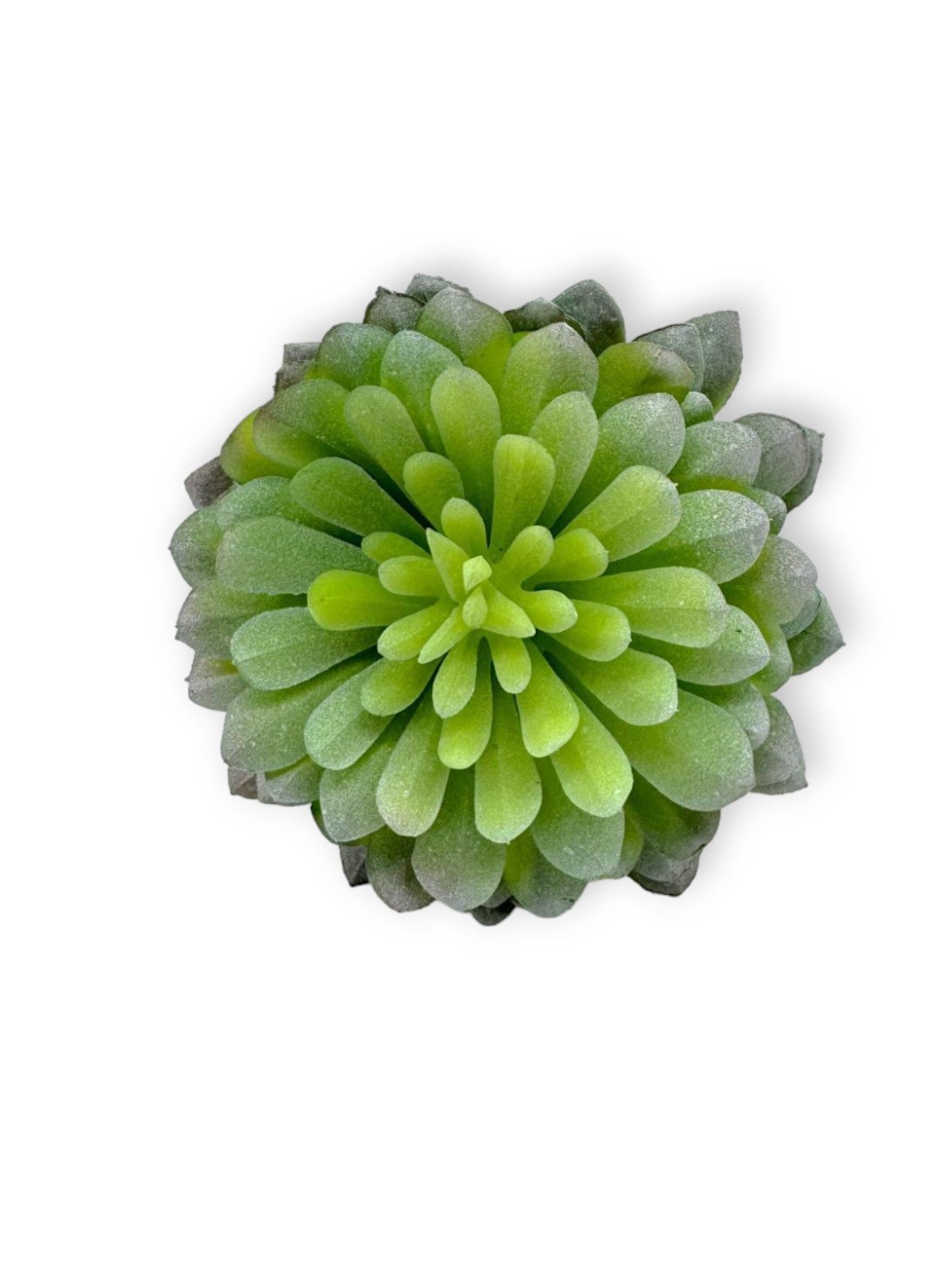 SUCCULENT 047