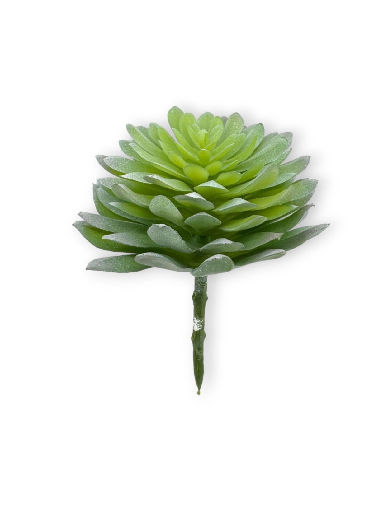 SUCCULENT 047