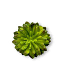SUCCULENT 047
